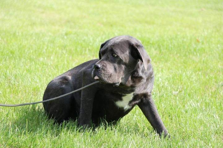 Élevage Cane Corso Étaples