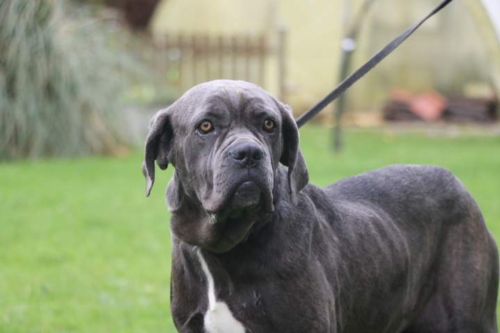 Acheter un chiot Cane Corso Étaples