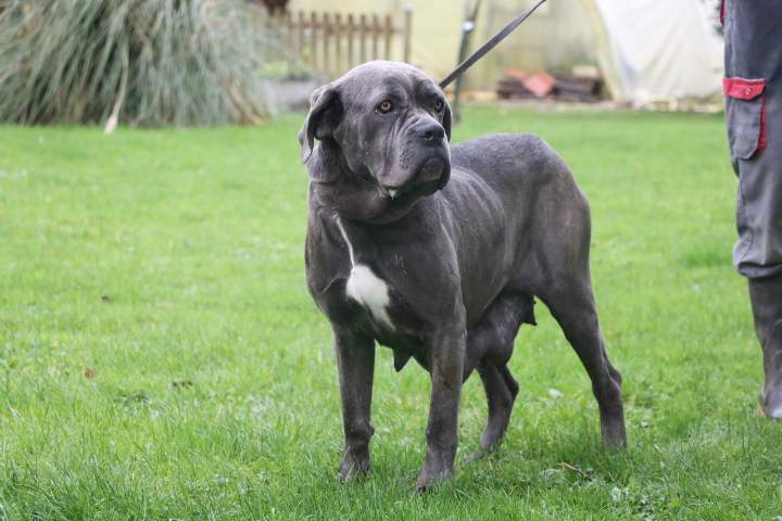 Cane Corso LOF Étaples