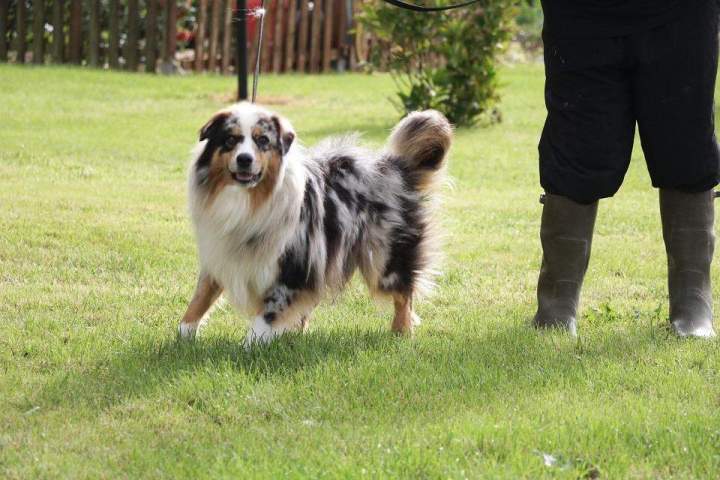 Chiens reproducteurs LOF Domaine du Hameau du Fayel Étaples