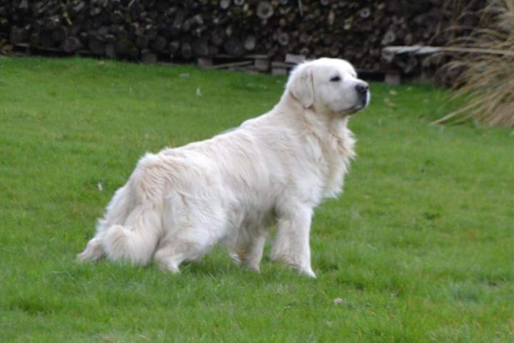 Portée de Golden Retriever Étaples