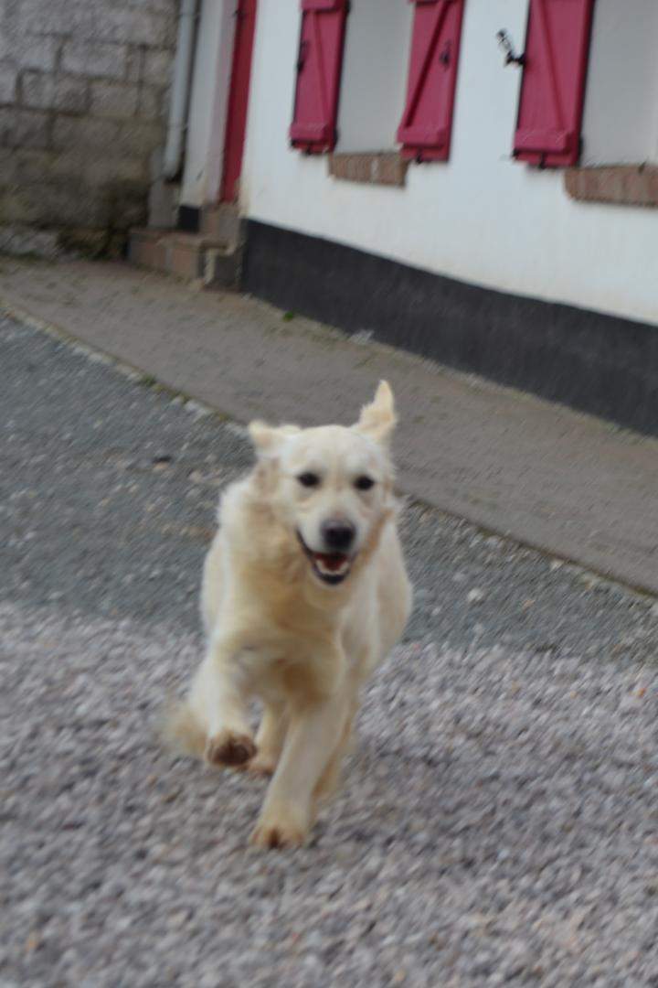 Portée de Golden Retriever Étaples