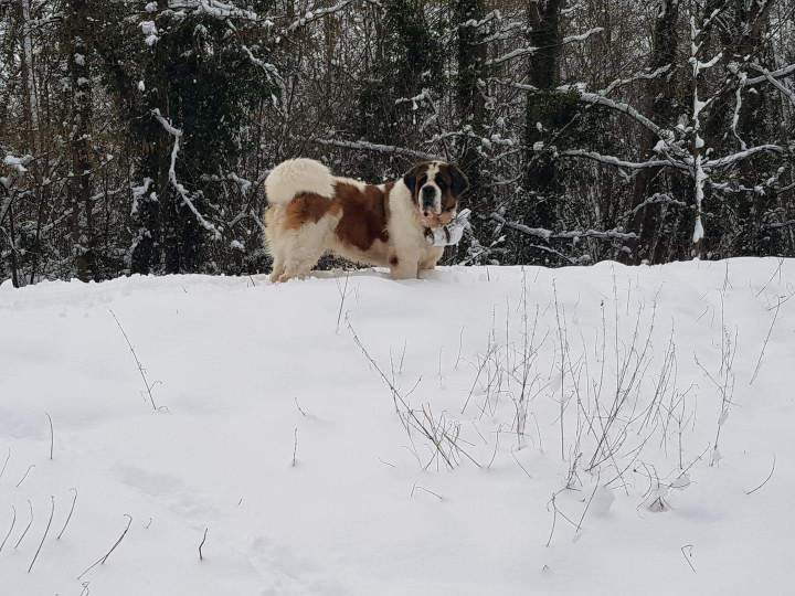 Portée de Saint Bernard Étaples