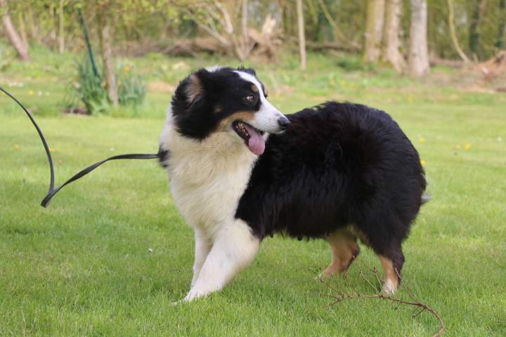 Chien de reproduction Berger Australien Étaples