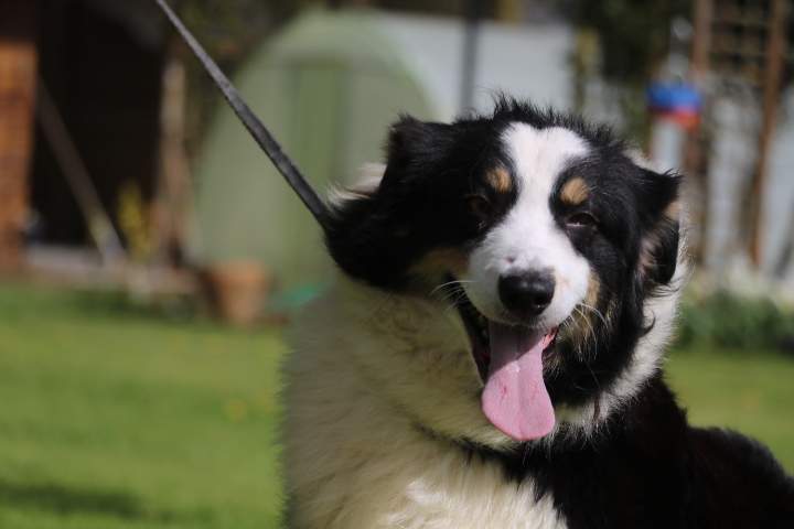 Chien de reproduction Berger Australien Étaples