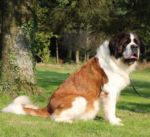 Reproducteur Saint Bernard Étaples