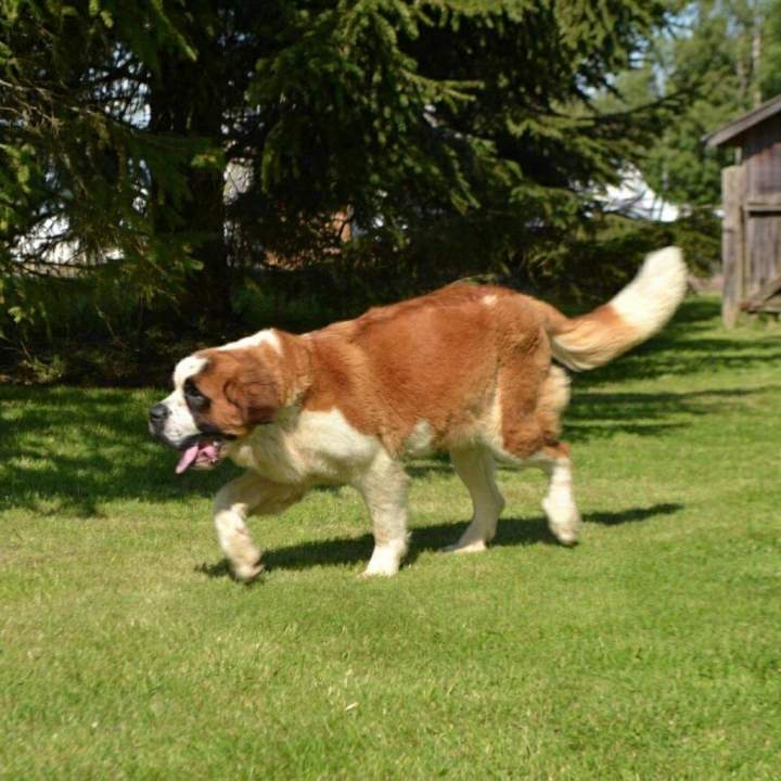 Reproducteur Saint Bernard Étaples
