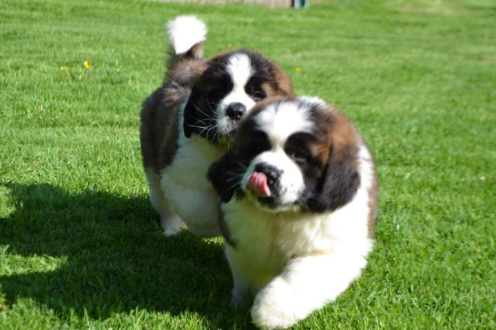 Reproducteur Saint Bernard Étaples