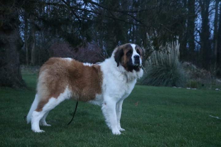 Reproducteur Saint Bernard Étaples