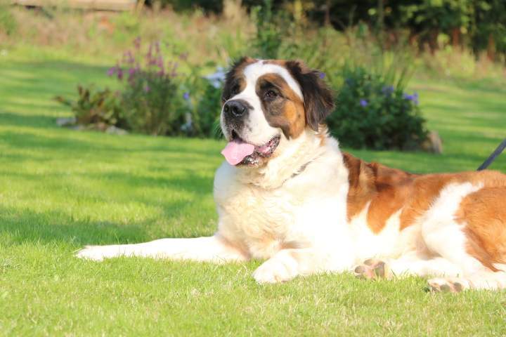 Reproducteur Saint Bernard Étaples