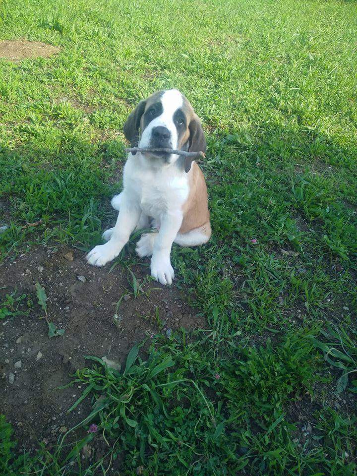 Reproducteur Saint Bernard Étaples