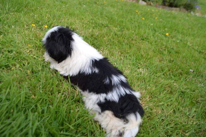 Reproducteur Shih Tzu Étaples 