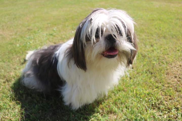 Reproducteur Shih Tzu Étaples