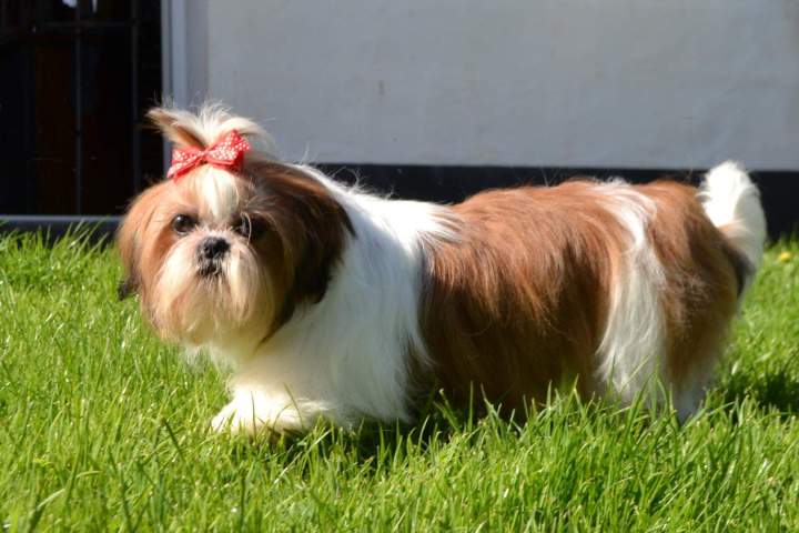 Reproducteur Shih Tzu Étaples