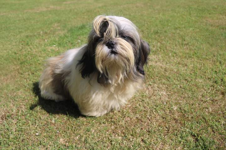 Reproducteur Shih Tzu Étaples