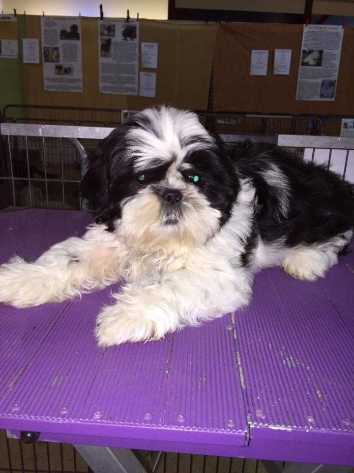 Reproducteur Shih Tzu Étaples