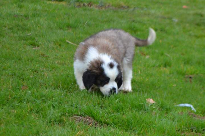 Reproduction Saint Bernard Étaples