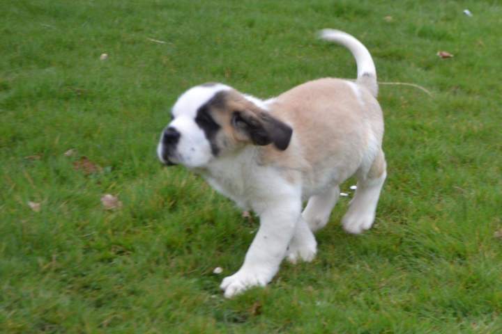 Reproduction Saint Bernard Étaples