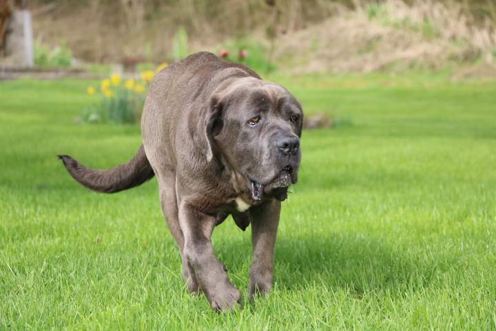 Cane Corso LOF Étaples