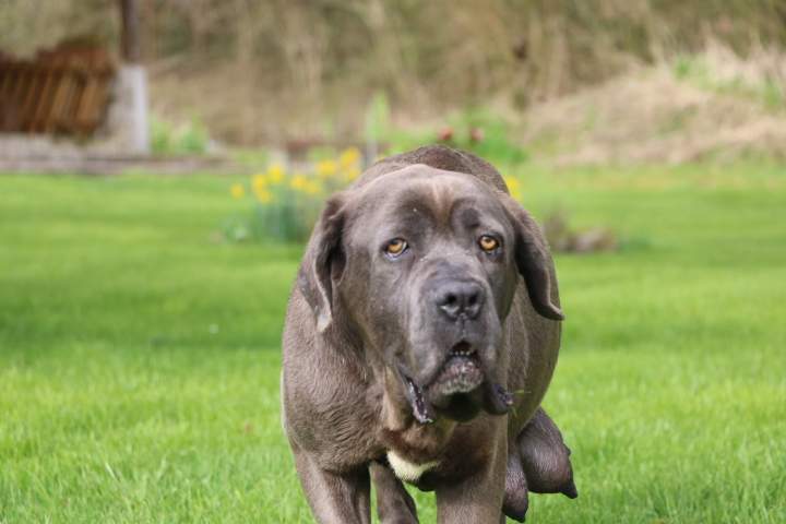 Éleveur de Cane Corso Étaples