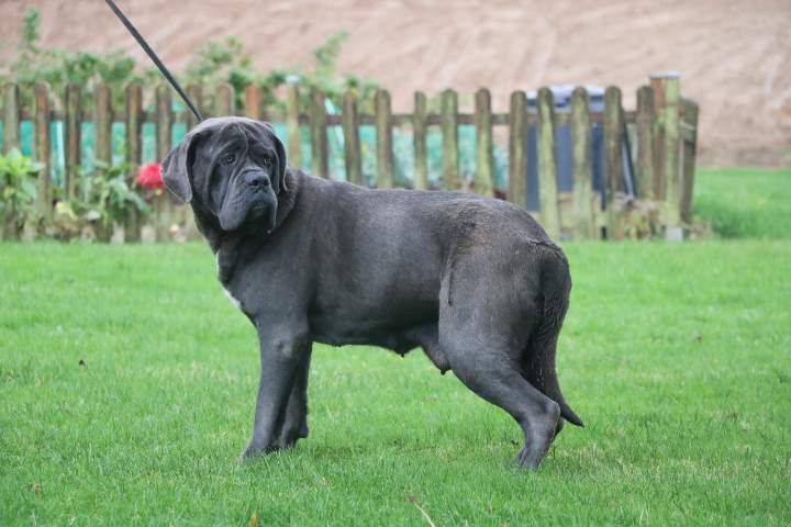 Éleveur de Cane Corso Étaples