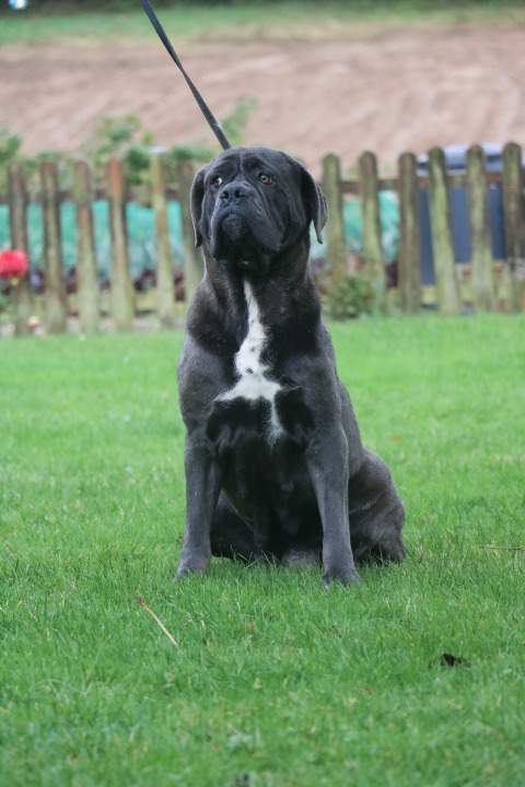 Cane Corso pure race Étaples