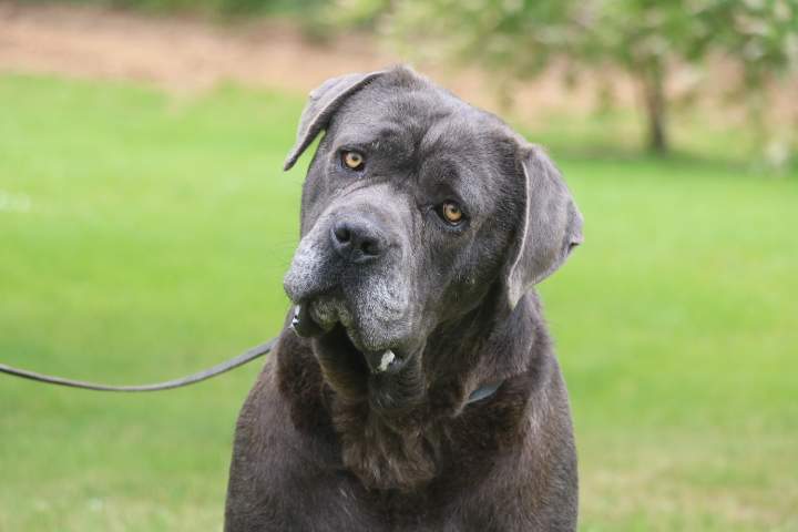 Élevage Cane Corso Étaples