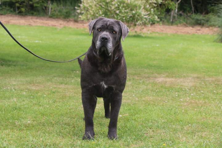 Acheter un Cane Corso Étaples