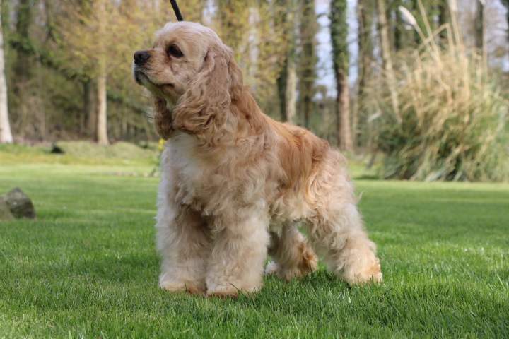 Cocker Américain LOF Étaples