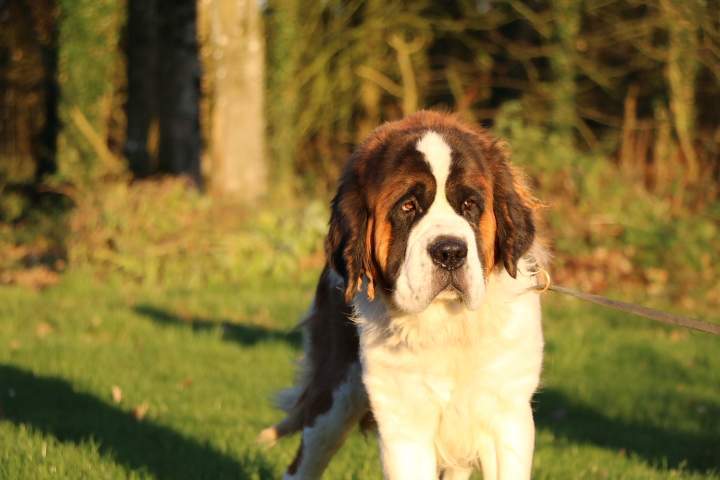 Saint Bernard LOF Étaples