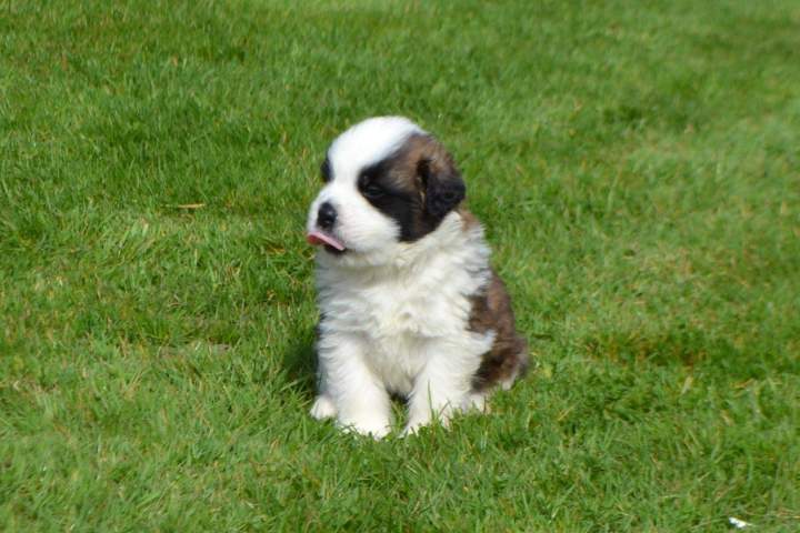 Saint Bernard LOF Étaples