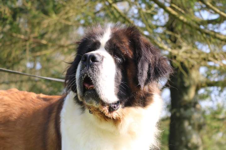 Saint Bernard LOF Étaples