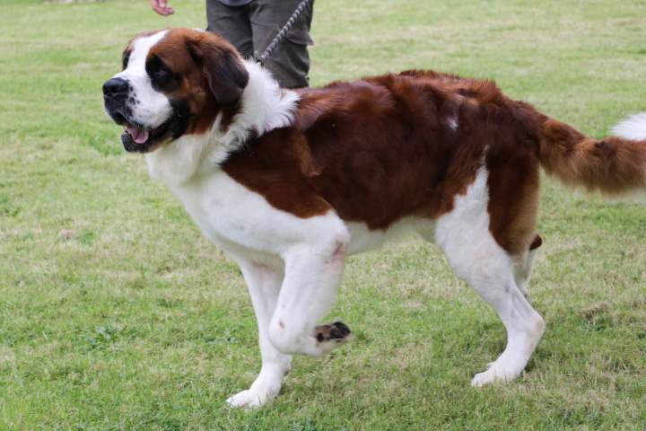 Saint Bernard LOF Étaples