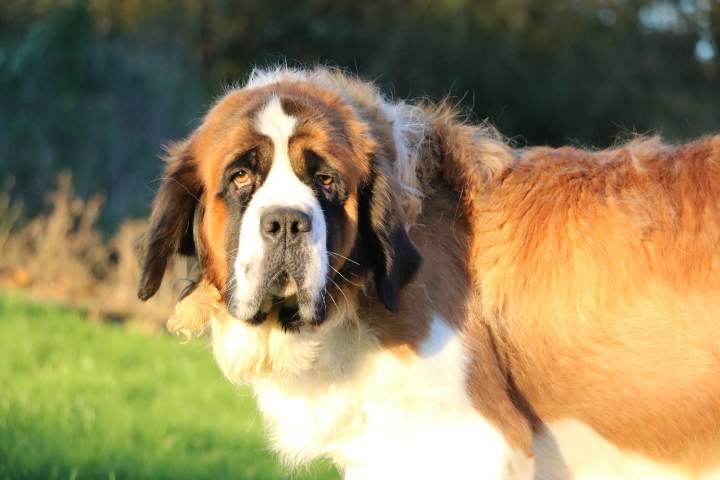 Saint Bernard LOF Étaples