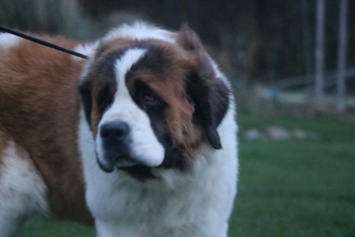 Saint Bernard de reproduction Étaples