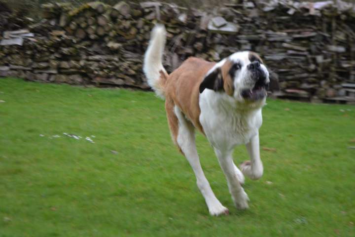 Saint Bernard de reproduction Étaples