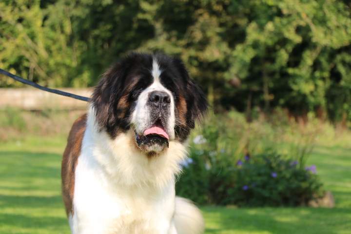Saint Bernard de reproduction Étaples