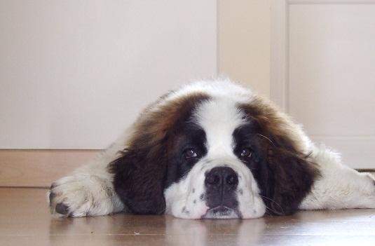 Saint Bernard de reproduction Étaples