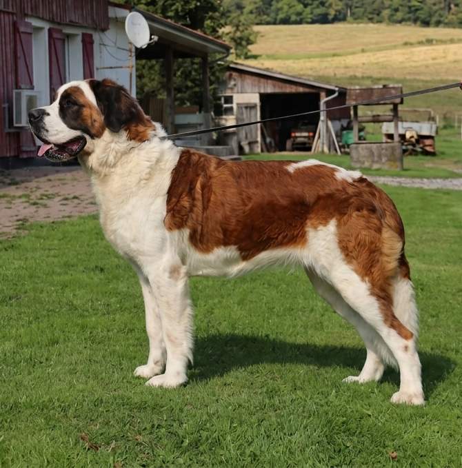 Saint Bernard de reproduction Étaples