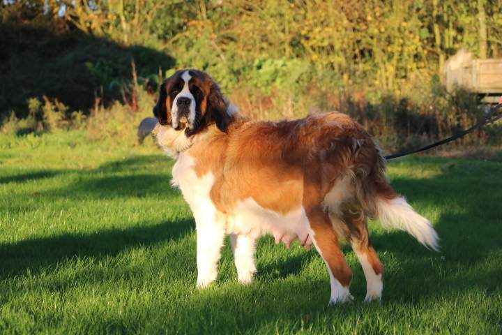 Saint Bernard de reproduction Étaples