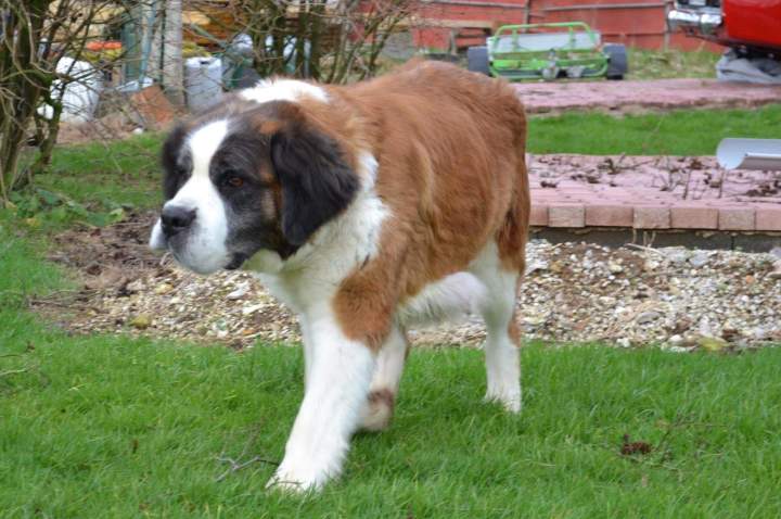 Saint Bernard de reproduction Étaples