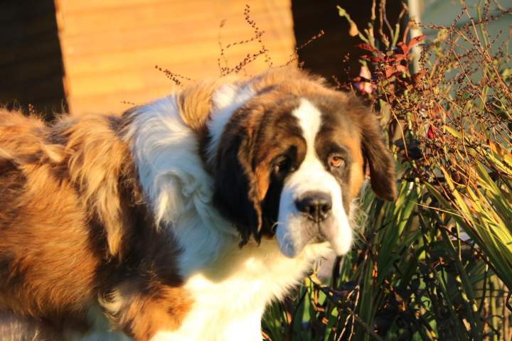 Saint Bernard de reproduction Étaples
