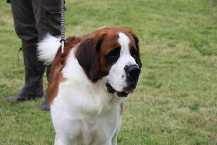 Saint Bernard de reproduction Étaples