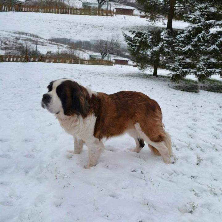 Saint Bernard près d'Étaples