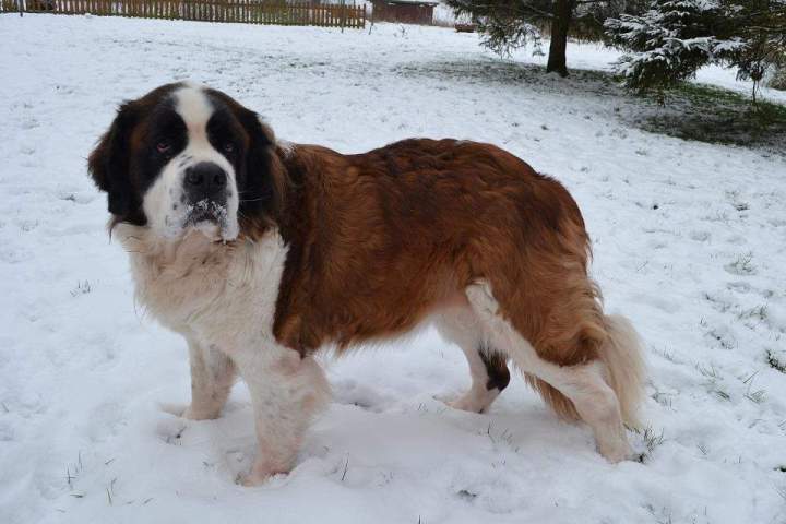 Saint Bernard pure race Étaples