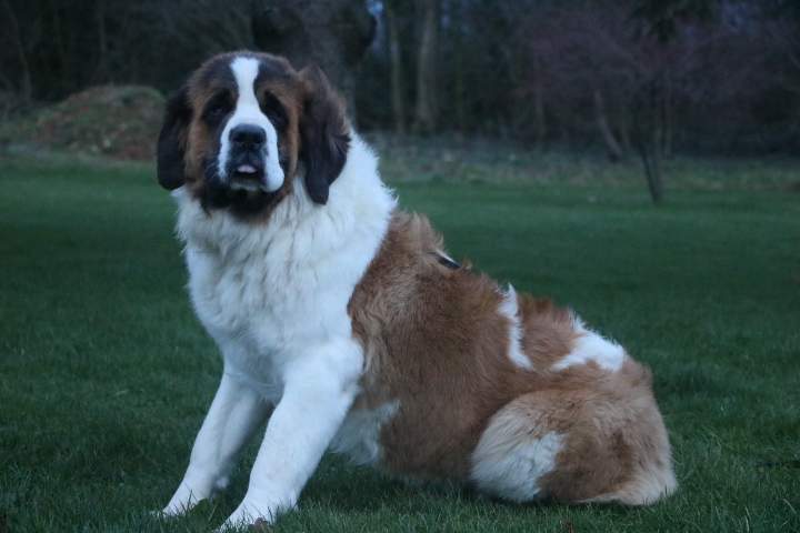 Saint Bernard pure race Étaples