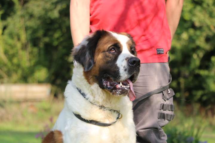 Saint Bernard pure race Étaples