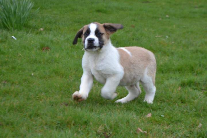 Saint Bernard pure race Étaples