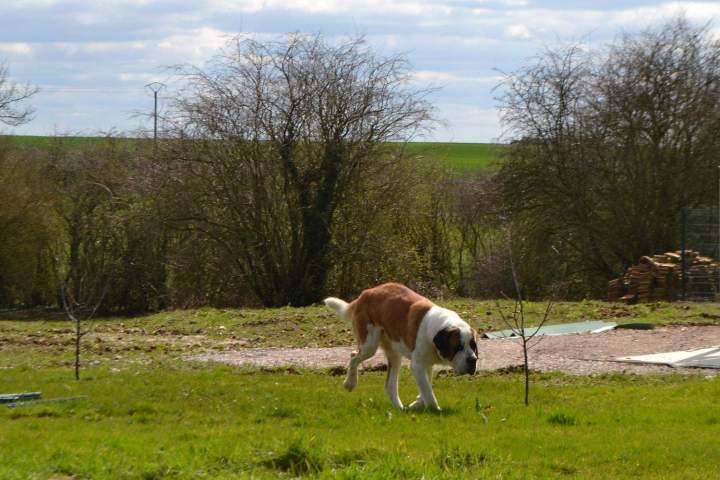 Saint Bernard pure race Étaples