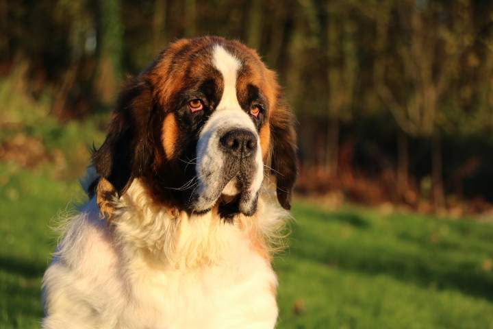 Saint Bernard pure race Étaples